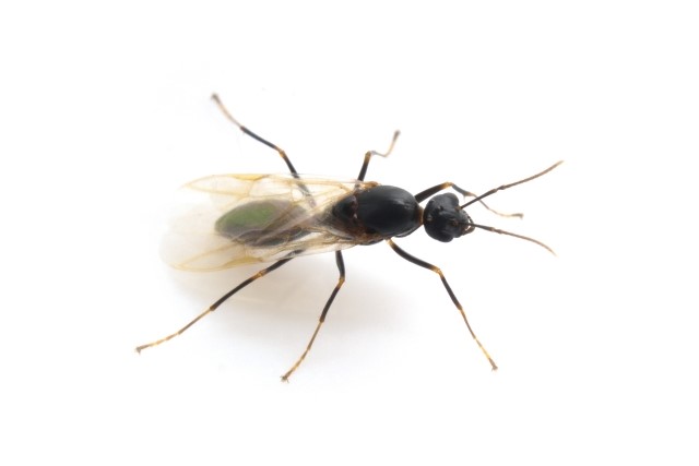 家でシロアリに似た虫を発見 見分け方や対処法について解説します 害虫駆除110番
