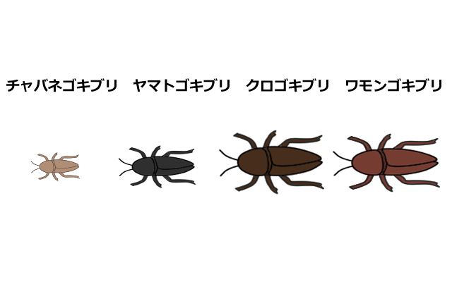 シロアリとゴキブリは仲間 似ているようで違う生態と駆除方法を解説 害虫駆除110番 シロアリとゴキブリは仲間 似ているようで違う生態と駆除方法を解説 害虫駆除110番