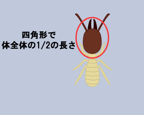 シロアリの生態 羽アリの見分け方や駆除 予防方法もご紹介 害虫駆除110番 シロアリの生態 羽アリの見分け方や駆除 予防方法もご紹介 害虫駆除110番