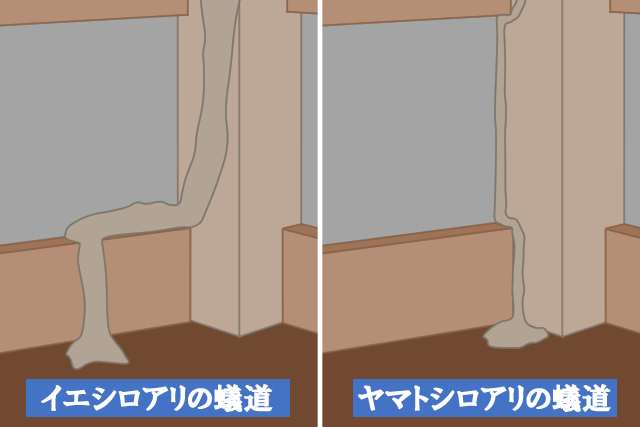 ヤマトシロアリの基礎知識 生態から被害予防駆除方法まで解説 害虫駆除110番