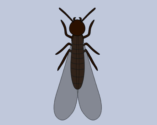 シロアリの生態 羽アリの見分け方や駆除 予防方法もご紹介 害虫駆除110番
