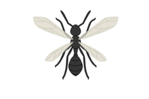 羽アリが発生したときの種類の見分け方 シロアリならすぐに駆除を 害虫駆除110番