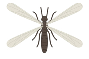 羽アリが発生したときの種類の見分け方 シロアリならすぐに駆除を 害虫駆除110番