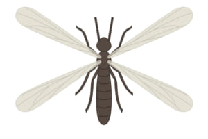 羽アリが発生したときの種類の見分け方 シロアリならすぐに駆除を 害虫駆除110番 羽アリが発生したときの種類の見分け方 シロアリならすぐに駆除を 害虫駆除110番