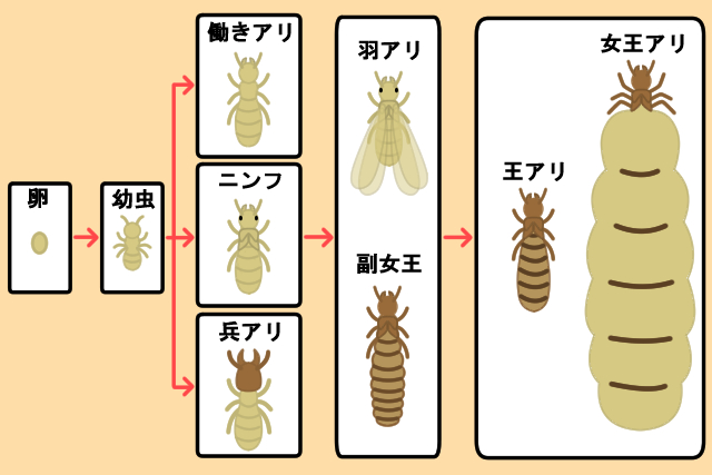シロアリの女王は繁殖に不可欠 地中での生活と悲劇の最期とは 害虫駆除110番