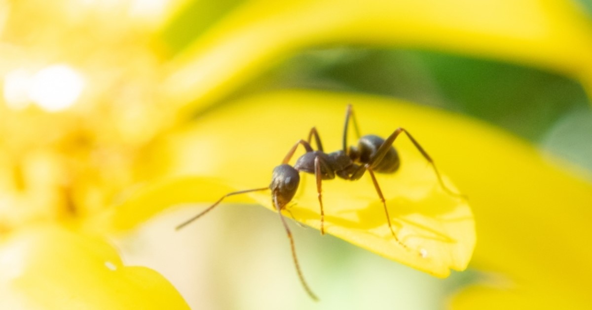 日本のアリの種類と特徴！よく見かけるものと危険なものを一挙公開