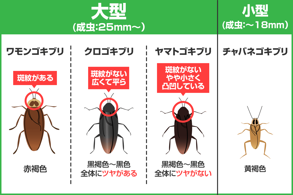 ゴキブリの成虫4種類