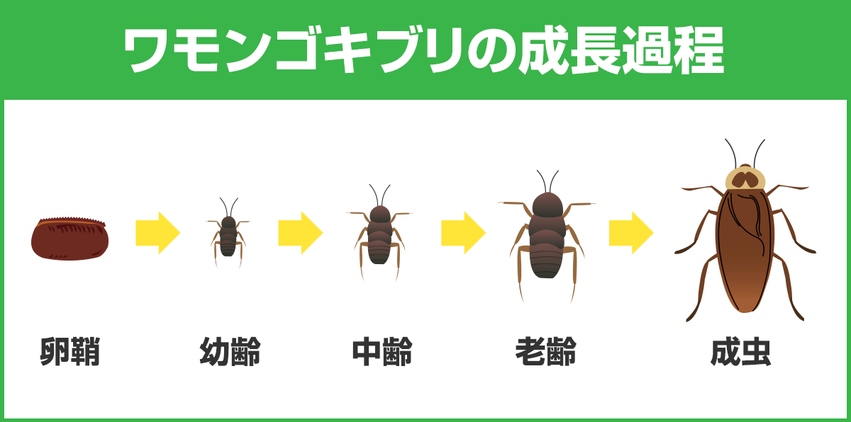 ワモンゴキブリの成長過程