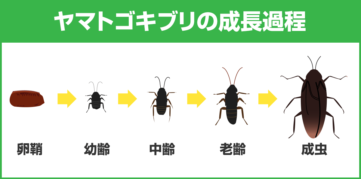 ヤマトゴキブリの成長過程