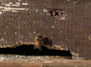 壁の穴からハチが出てくる