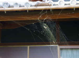 屋根裏にクモの巣がある