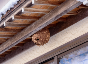 軒下にできたハチの巣