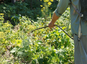 虫が庭で大量発生している