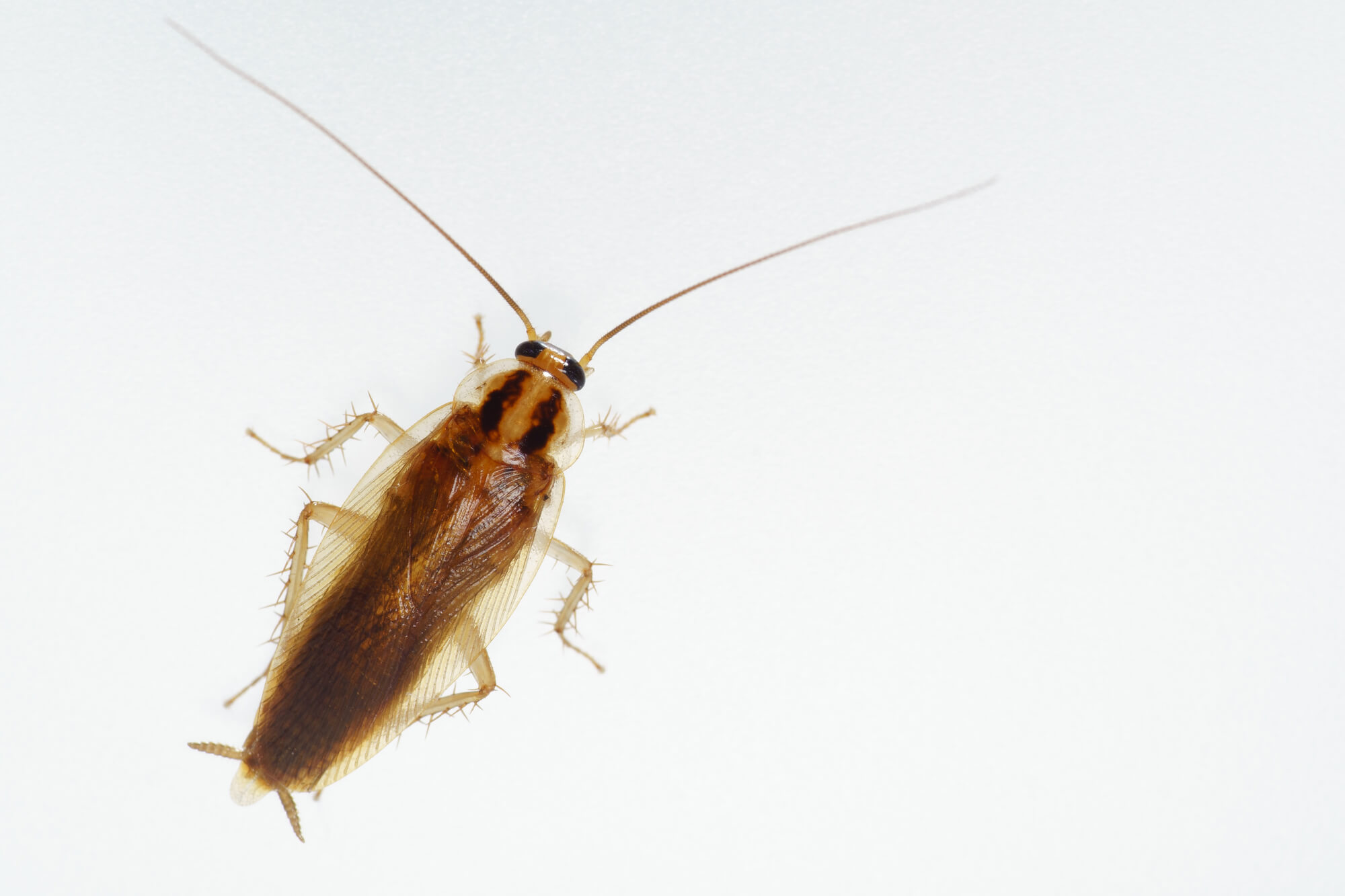 チャバネゴキブリを一目で判別!特徴・発生原因・効果的な対策も解説 害虫駆除110番 チャバネゴキブリを一目で判別!特徴・発生原因・効果的な対策も解説 害虫駆除110番