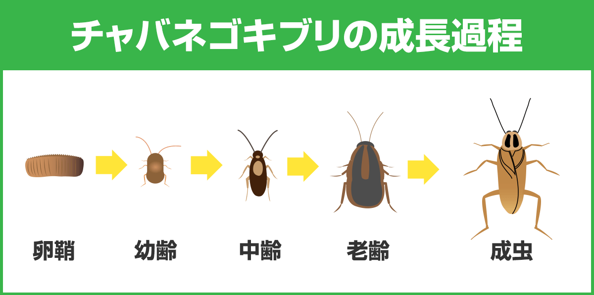 チャバネゴキブリの成長