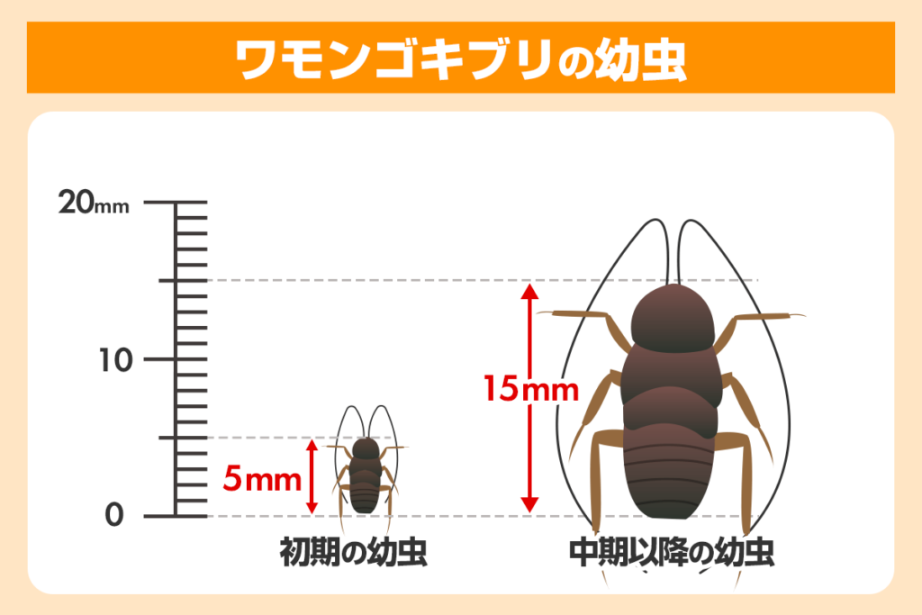 ワモンゴキブリの幼虫