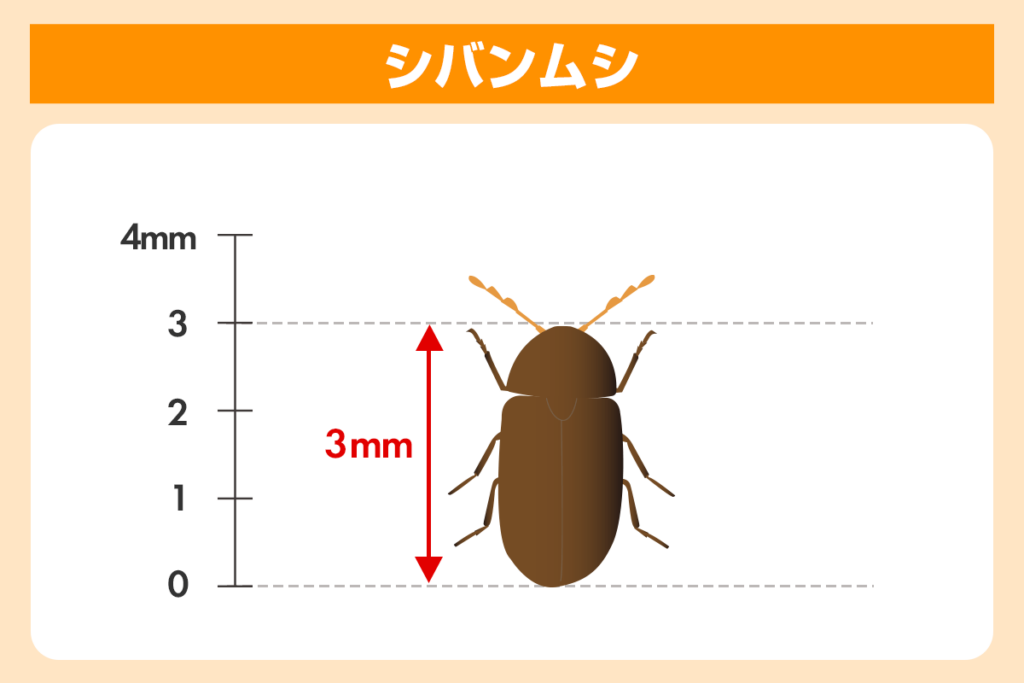 シバンムシ