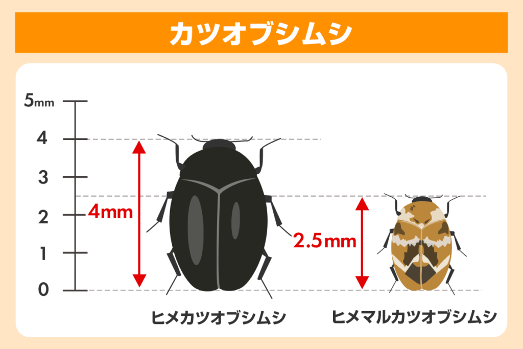 カツオブシムシ