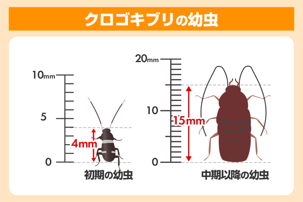 クロゴキブリの幼虫