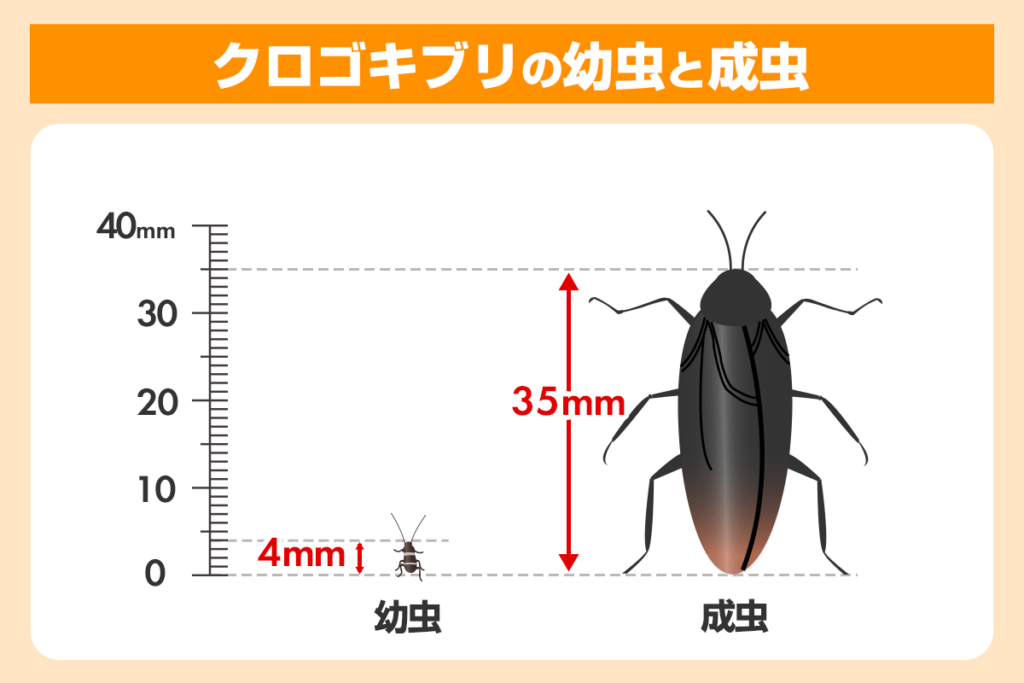 クロゴキブリの幼虫と成虫