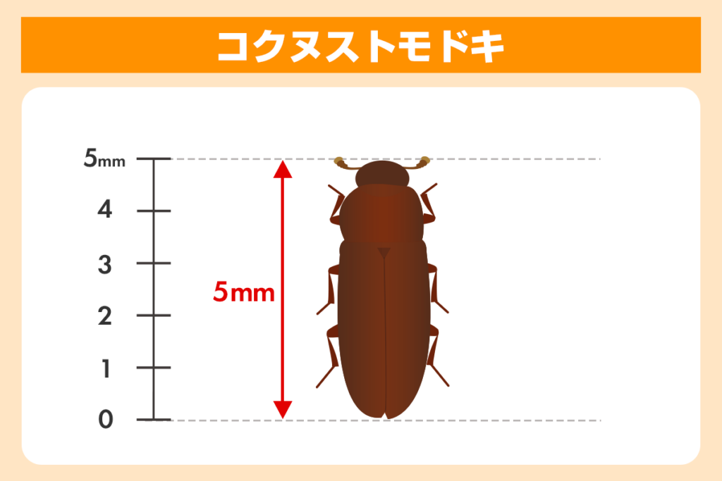 コクヌストモドキ