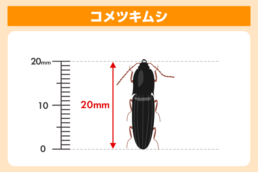 コメツキムシ