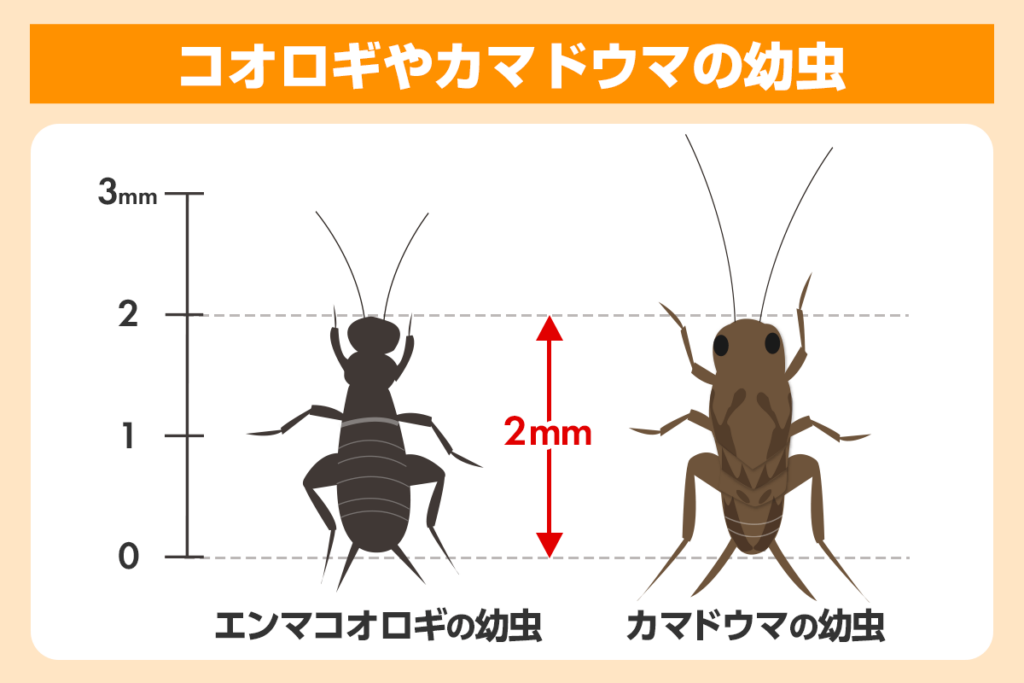 コオロギの幼虫とカマドウマの幼虫