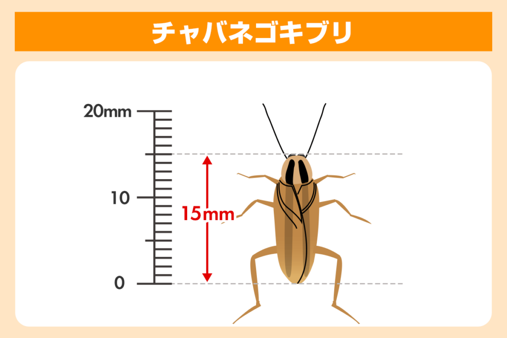 チャバネゴキブリ