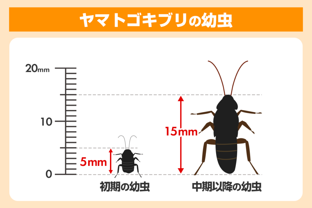 ヤマトゴキブリの幼虫