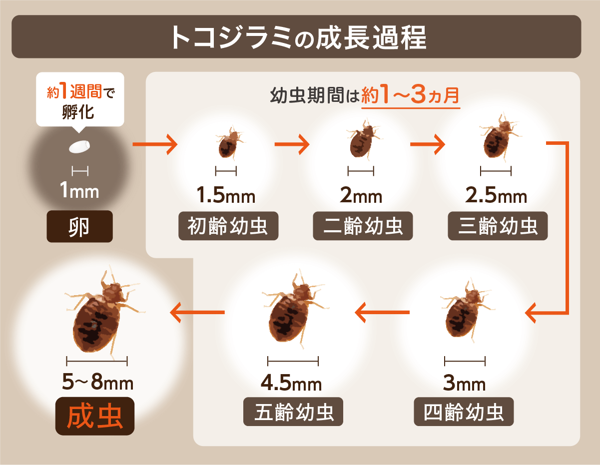 トコジラミの成長過程