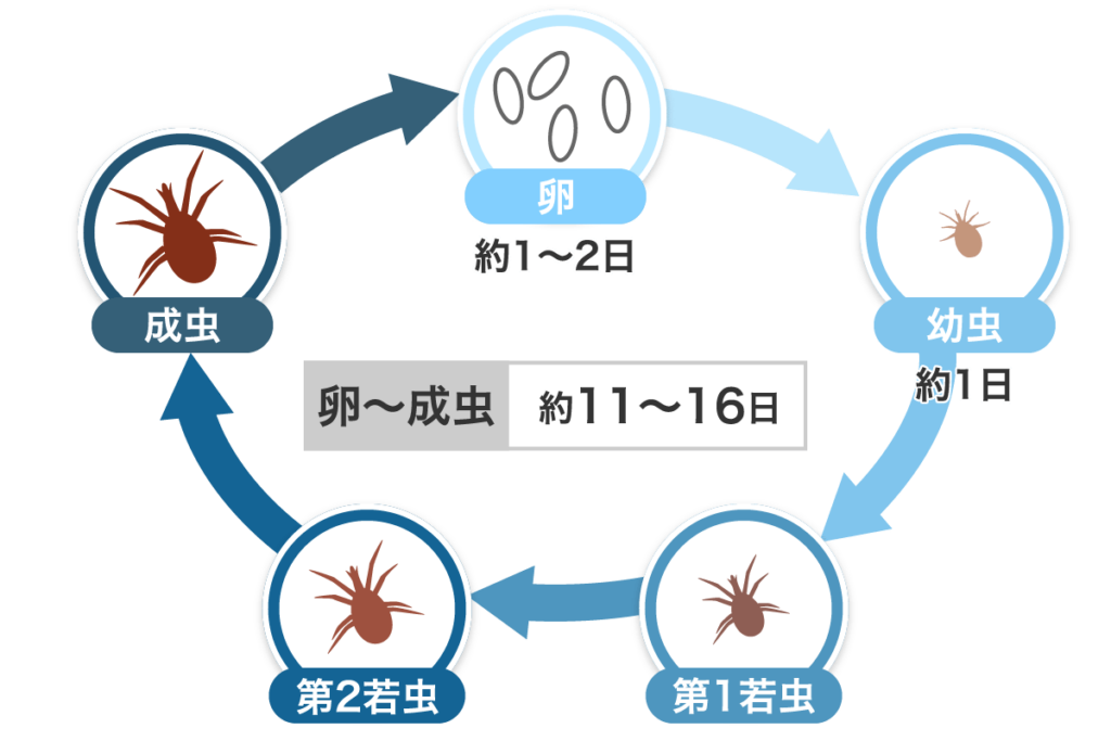 すぐできるイエダニ駆除でかゆみとサラバ!ねずみ駆除で根絶を目指す | 害虫駆除110番