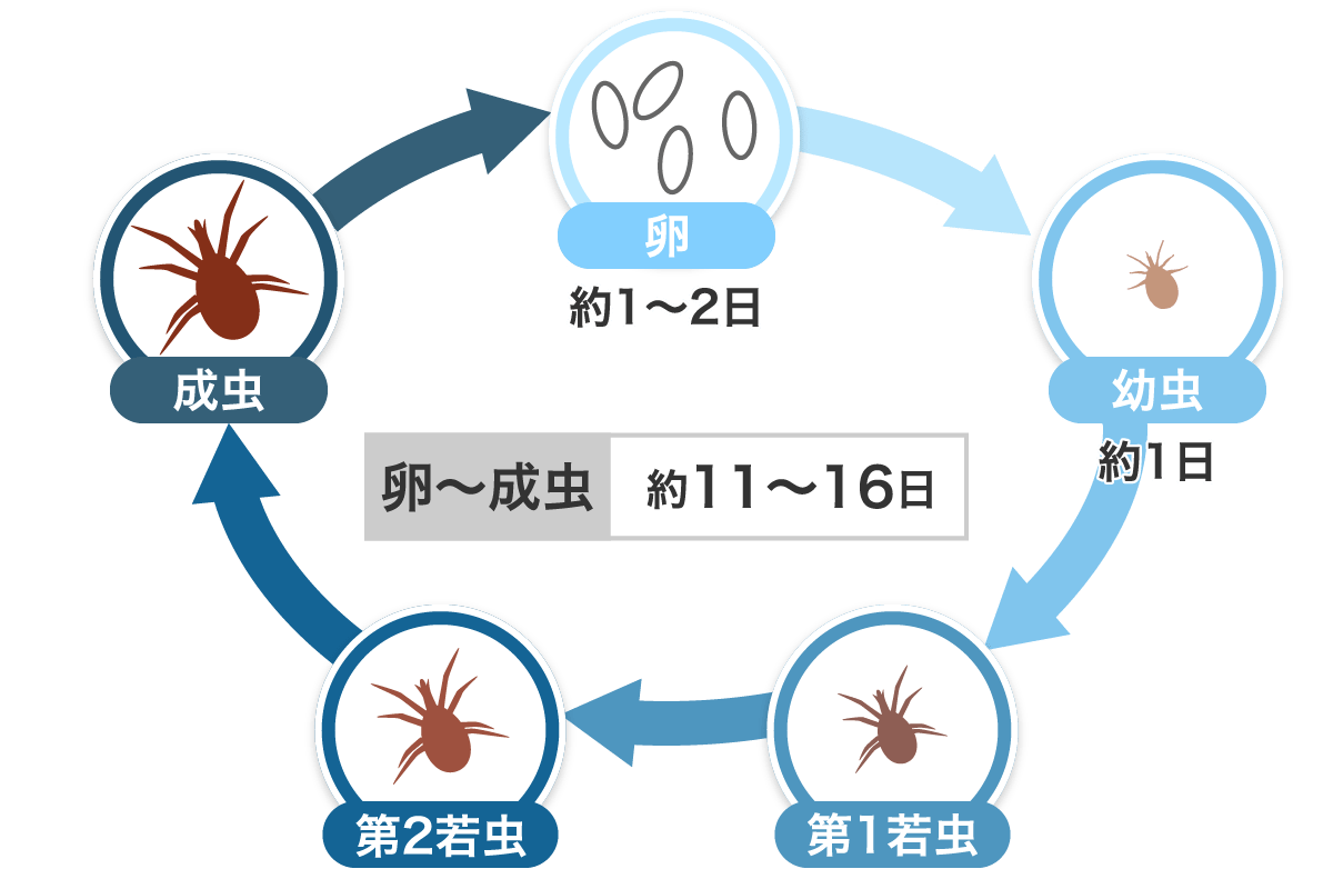 イエダニ　ライフサイクル