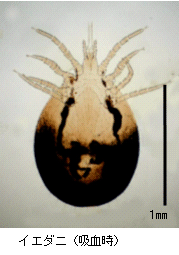 イエダニ 吸血時