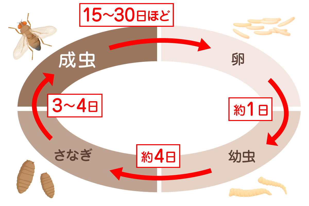 ショウジョウバエの成長サイクル