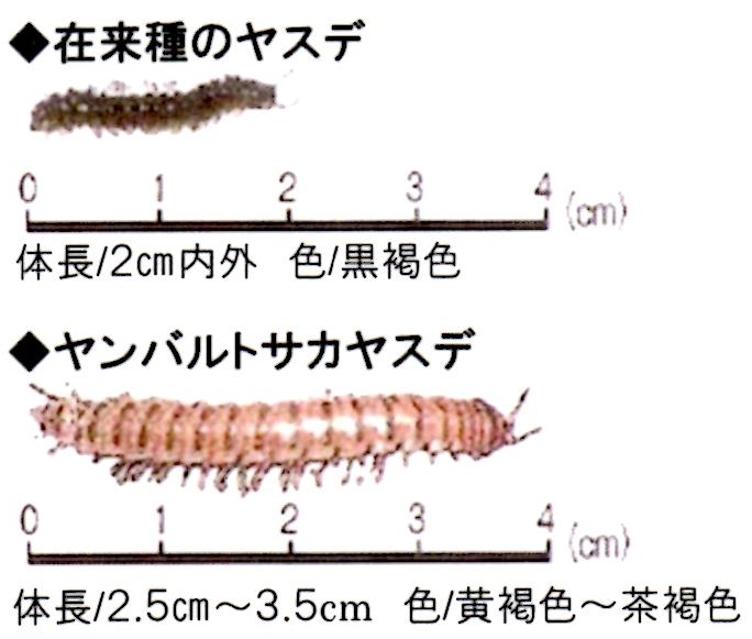 引用　ヤンバルトサカヤスデと在来種の大きさ比較