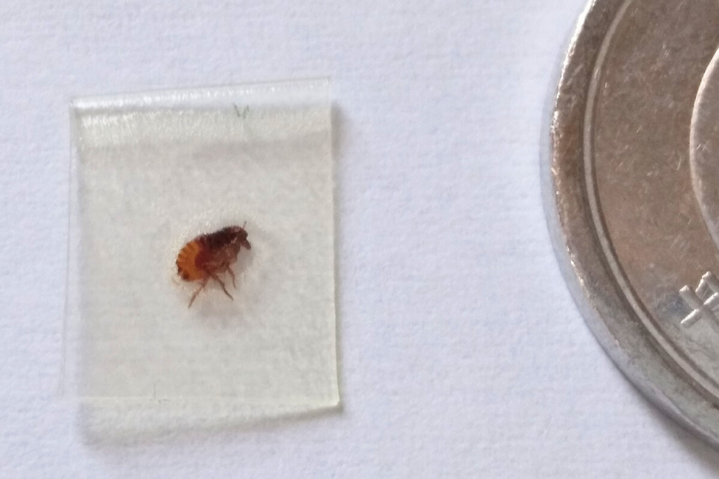 ノミの生態と特徴がわかる!寿命が短くても無視できない習性と被害 | 害虫駆除110番