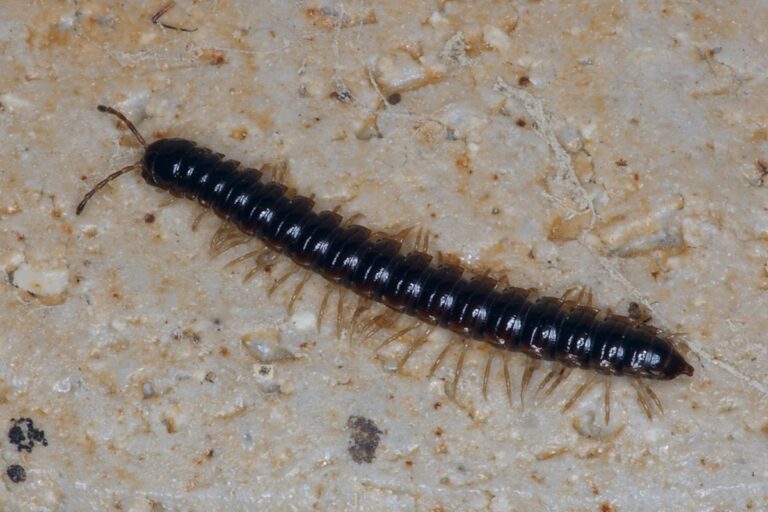 ヤスデの大量発生の原因は時期と環境にあり!事前に備える簡単対策 | 害虫駆除110番