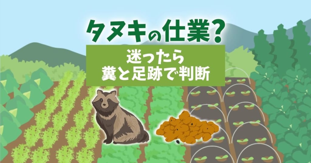 タヌキの仕業か迷ったらフンと足跡で判断