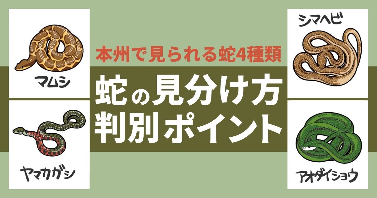 蛇の種類と見分け方