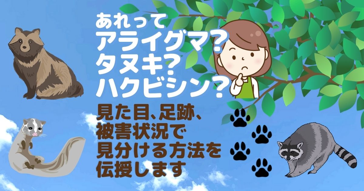 画像あり】アライグマ・タヌキ・ハクビシンの違いと簡単な見分け方 害獣駆除110番