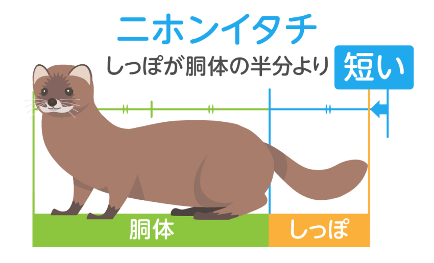 イタチは実質2種類|見分け方や特徴を解説 | 害獣駆除110番