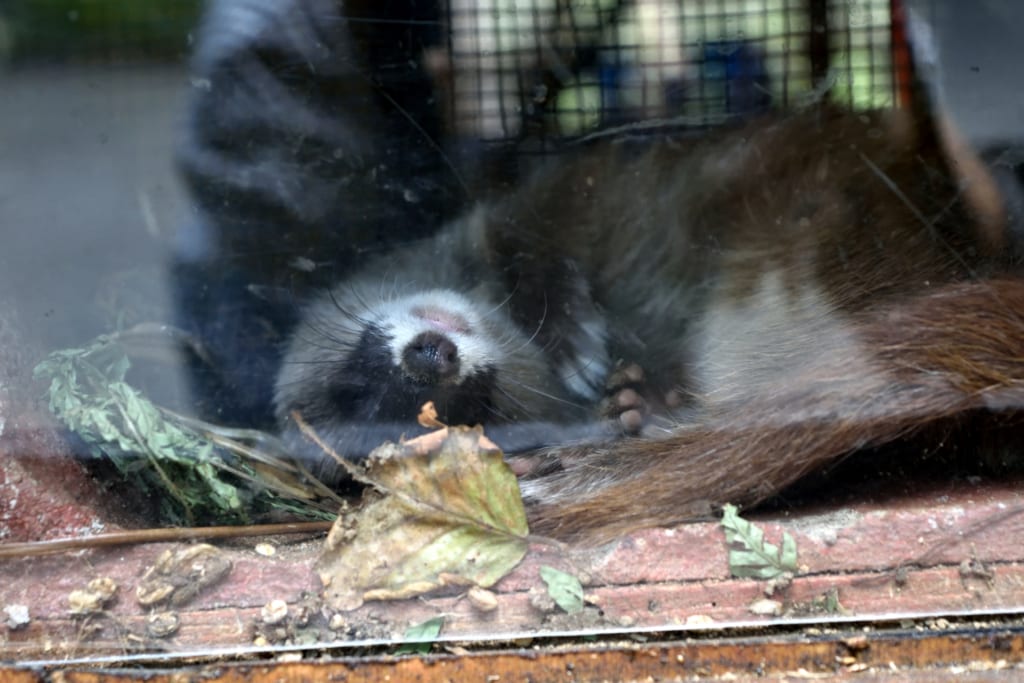 捕獲は厳禁！イタチを守る法律「鳥獣保護法」