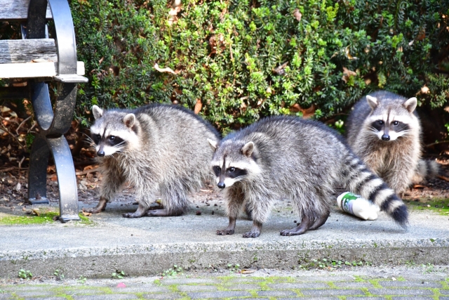 アライグマの生態