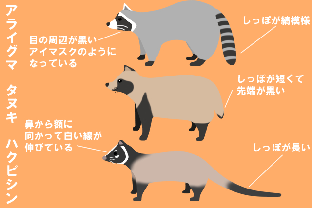 タヌキとほかの動物の見分け方 身体