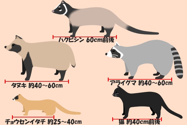 ハクビシンと他の動物の大きさ比較
