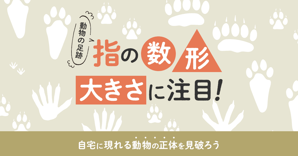 動物の足跡の見分け方