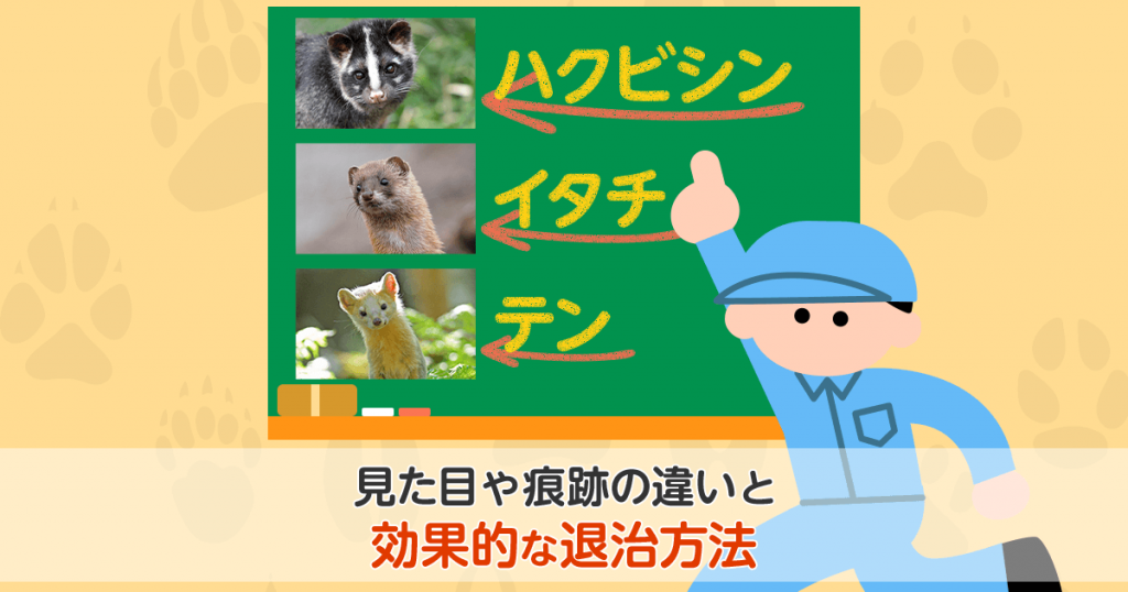 テン、イタチ、ハクビシンの見た目や痕跡の違いと効果的な撃退法