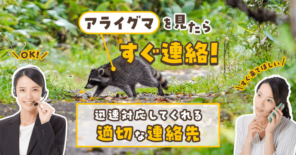 アライグマを見つけたらとるべき行動