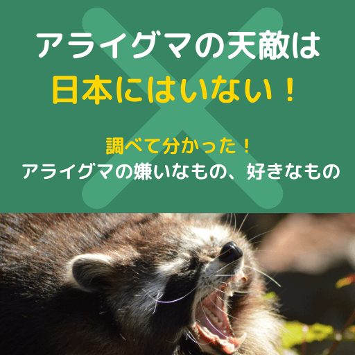 アライグマの天敵と好きな物、嫌いな物