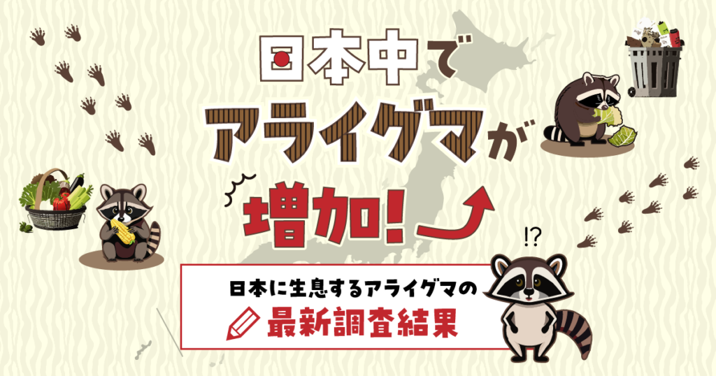 アライグマは日本中に生息している
